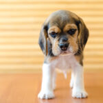 Cibo umido per cuccioli di cane – 3 scelte