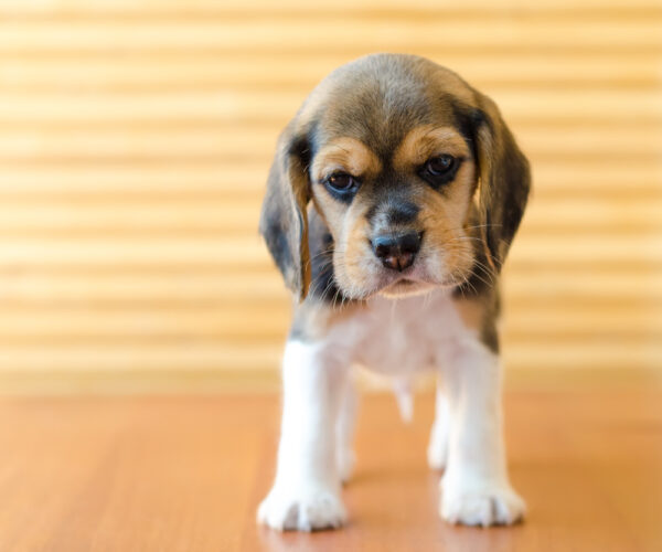 Cibo umido per cuccioli di cane – 3 scelte