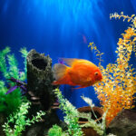Piante acquatiche per acquario