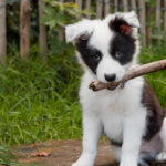 3 ottimi cibi monoproteici per cani