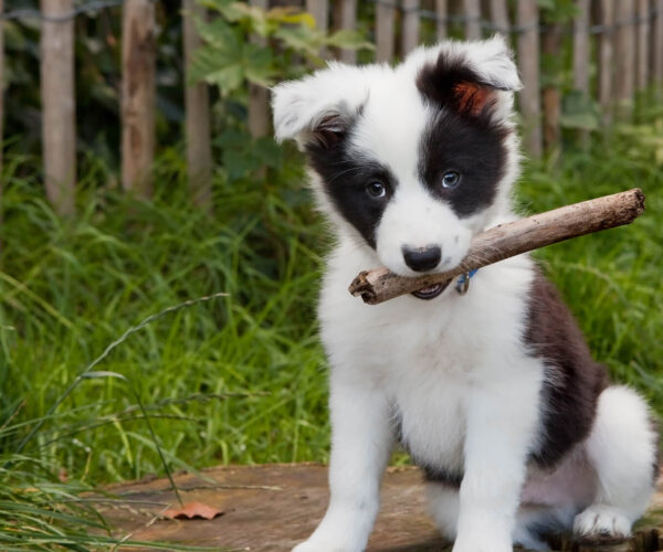 3 ottimi cibi monoproteici per cani