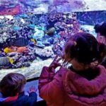 Filtro per acquario interno – 3 recensioni per scegliere