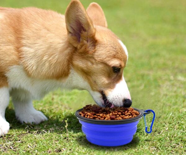 Ciotola da viaggio per cani 3 proposte imperdibili