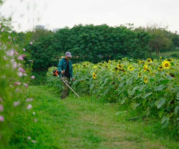 Miglior decespugliatore | 3 modelli tra cui scegliere