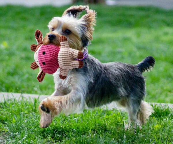 Migliori giocattoli per cani – Leggi le nostre 3 opinioni